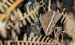 Parataygetis lineata