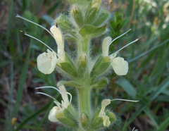 Salvia austriaca