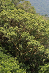 Ficus petiolaris