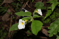 Achimenes occidentalis