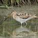 Latham's Snipe - Photo (c) Tom Tarrant, some rights reserved (CC BY-NC-SA)