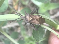 Piezogaster indecorus