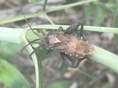 Piezogaster indecorus