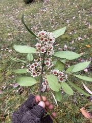 Laureliopsis philippiana