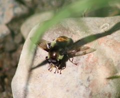 Sericomyia flagrans