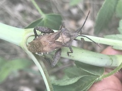 Piezogaster indecorus