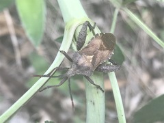 Piezogaster indecorus