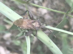 Piezogaster indecorus