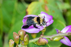 Centris flavofasciata