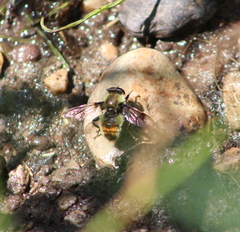 Sericomyia flagrans