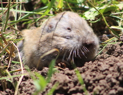 Thomomys talpoides