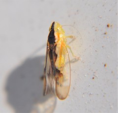Neocoelidiinae