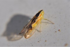 Neocoelidiinae