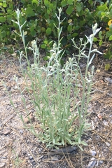 Pseudognaphalium thermale