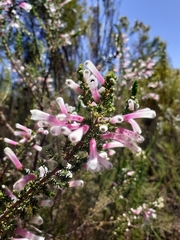 Erica perspicua perspicua