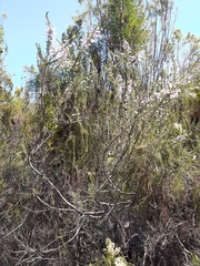 Erica perspicua perspicua