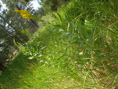 Solidago elongata