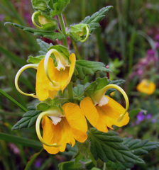 Rhynchocorys orientalis