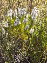 Spatalla mollis