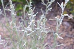 Pseudognaphalium thermale