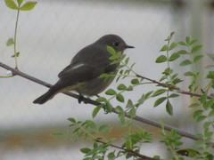 Phoenicurus ochruros