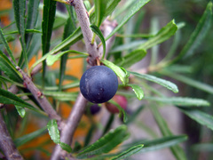 Rhamnus tortuosa
