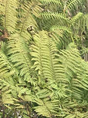 Cyatheales