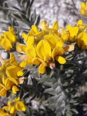 Aspalathus aspalathoides