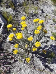 Aspalathus aspalathoides