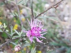 Centaurea paniculata