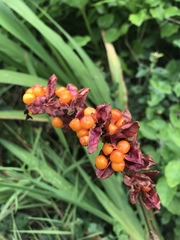 Chasmanthe aethiopica