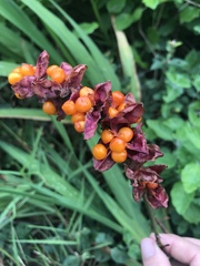 Chasmanthe aethiopica