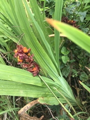 Chasmanthe aethiopica