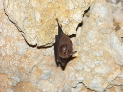 Peropteryx macrotis