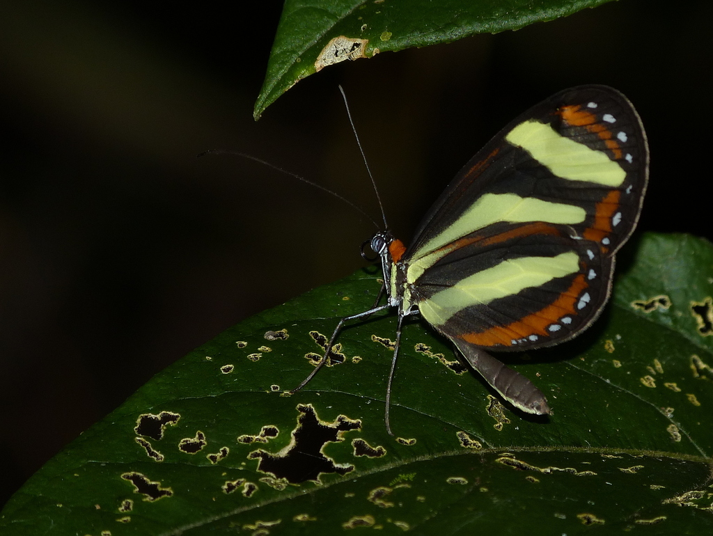 Banded Tigerwing