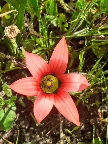 Image of Romulea eximia by (c) Brian du Preez, some rights reserved (CC BY-SA)