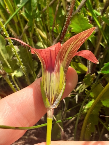 Image of Romulea eximia by (c) Brian du Preez, some rights reserved (CC BY-SA)