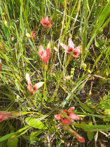 Image of Romulea eximia by (c) Brian du Preez, some rights reserved (CC BY-SA)