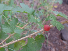 Ribes inerme inerme