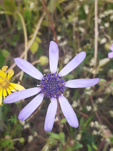Image of Felicia heterophylla by (c) Brian du Preez, some rights reserved (CC BY-SA)