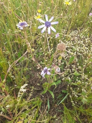 Felicia heterophylla