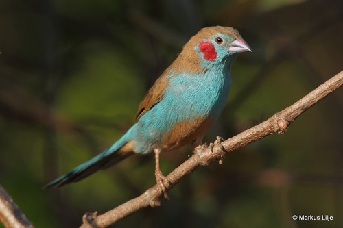 Red-cheeked Cordonbleu