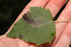 Agromyza albitarsis