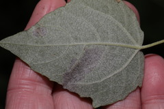 Agromyza albitarsis
