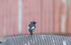 Phoenicurus ochruros