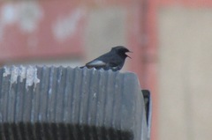 Phoenicurus ochruros