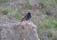 Phoenicurus ochruros