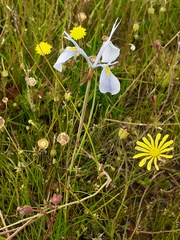 Moraea tripetala tripetala