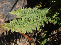 Cheilanthes contracta