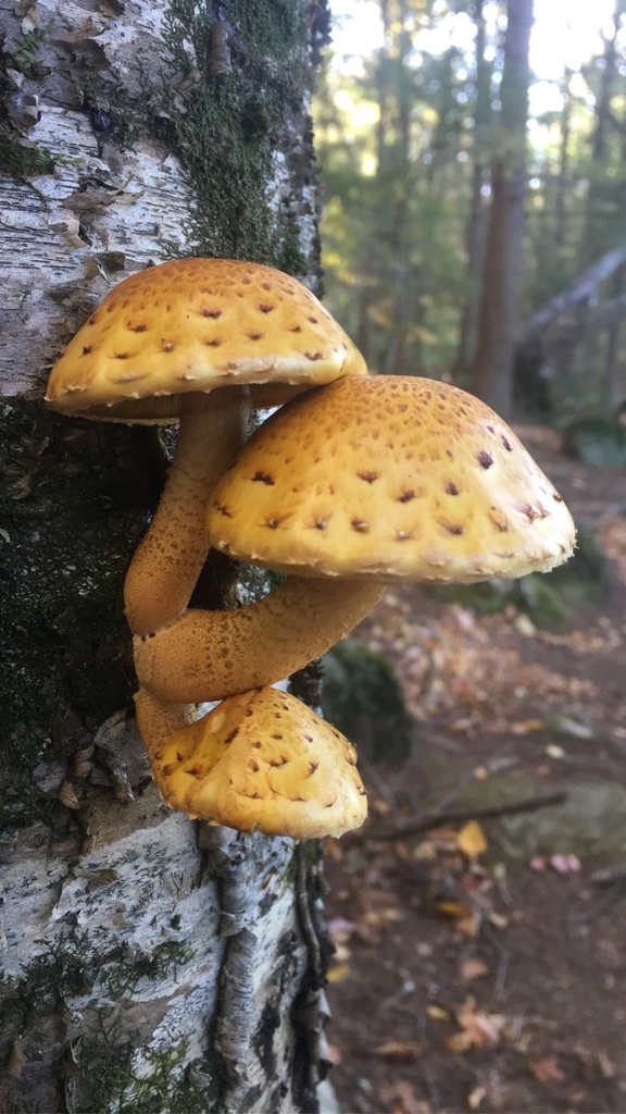 Scalycaps